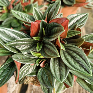 Peperomia Rosso